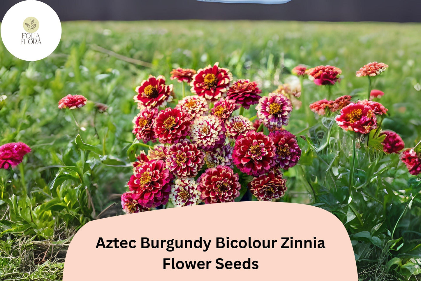 Aztec Burgundy Bicolor Zinnia Seeds – Red & Yellow Flowers, Pollinator-Friendly, Non-GMO, Zinnia haageana
