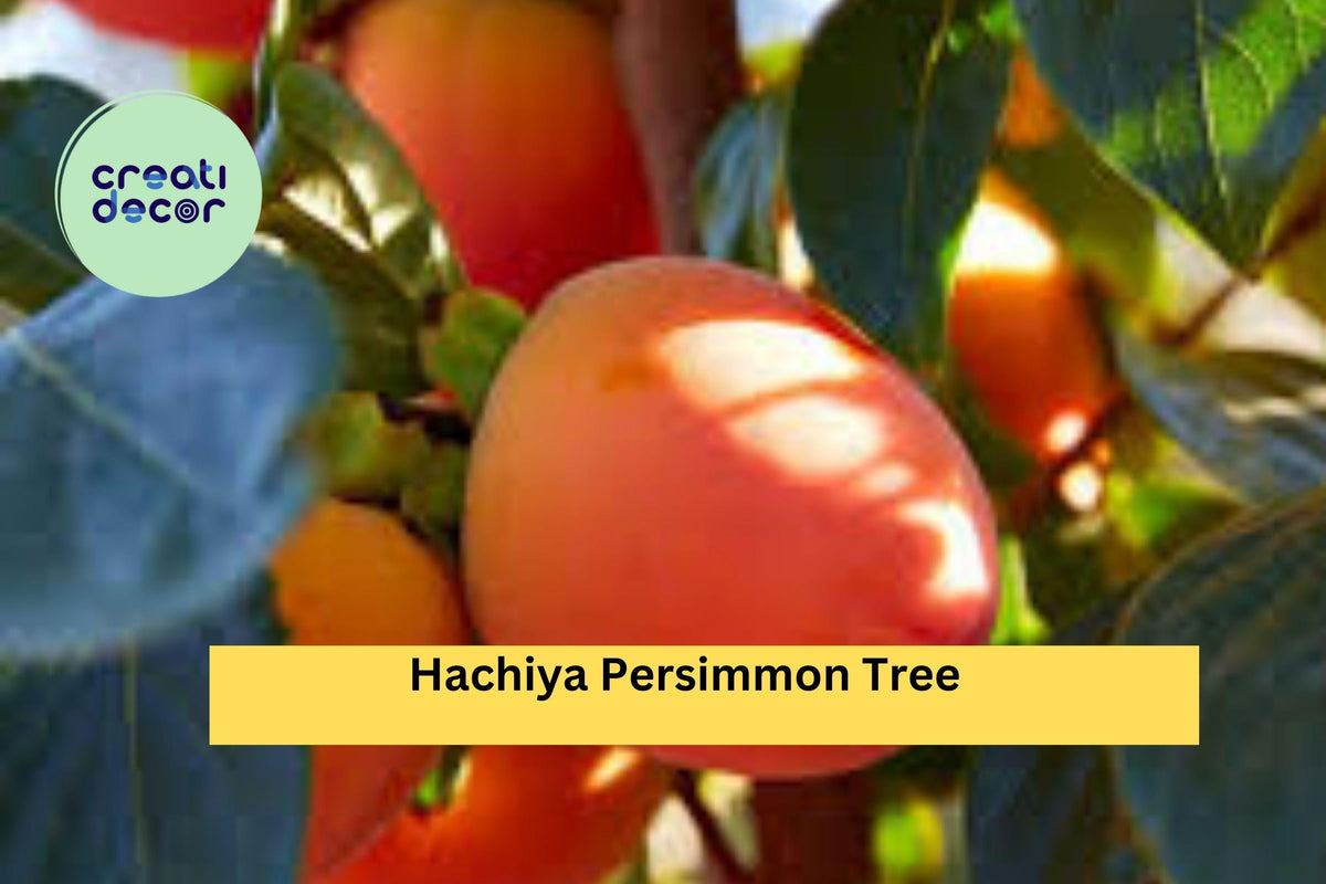 Hachiya Persimmon Tree Cuttings – 6 Unrooted Grafting & Rooting Branches – Diospyros kaki, Hardy Fruit Tree for Orchard or Garden
