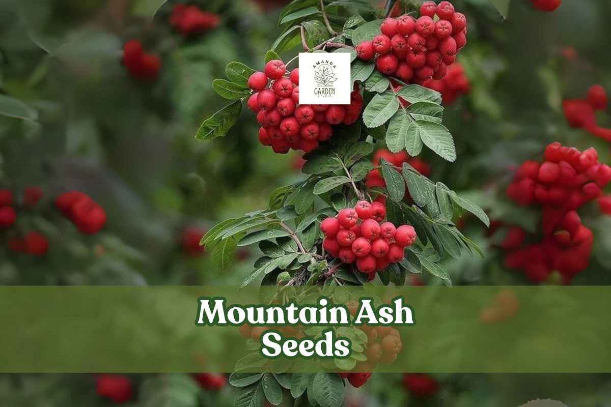 50 Mountain Ash Seeds Sorbus aucuparia Deciduous Tree with Red Berries & White Flowers