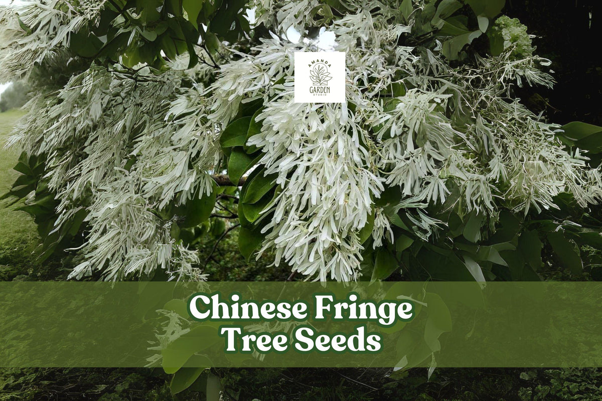 Chinese Fringe Tree Seeds, Ornamental Landscaping Tree, Showy White Flowers, Chionanthus retusus, 10 Seeds