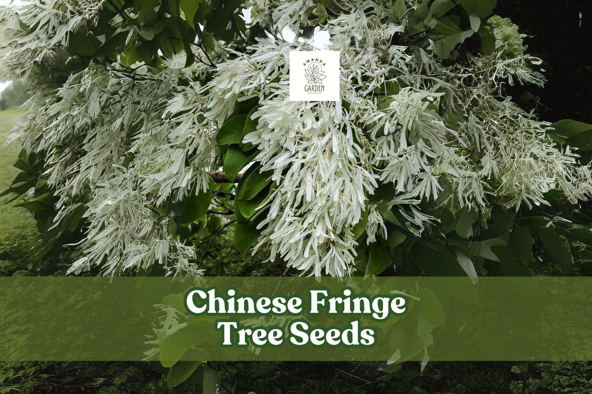 Chinese Fringe Tree Seeds - Ornamental Landscaping Tree with Showy White Flowers - Chionanthus retusus, 10 Seeds