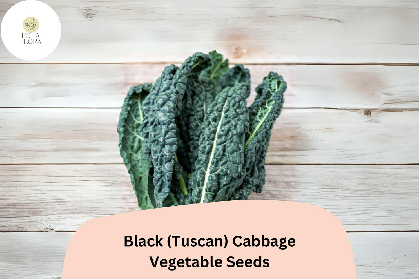 Black Tuscan Cabbage Seeds | Lacinato Kale | Heirloom Brassica oleracea var. palmifolia | Edible Landscape & Kitchen Garden