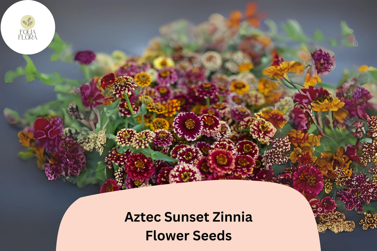 100+ Aztec Sunset Zinnia Seeds – Bi-Color Orange Gold Red Flower Seeds for Summer Gardens & Cut Flowers – Zinnia haageana