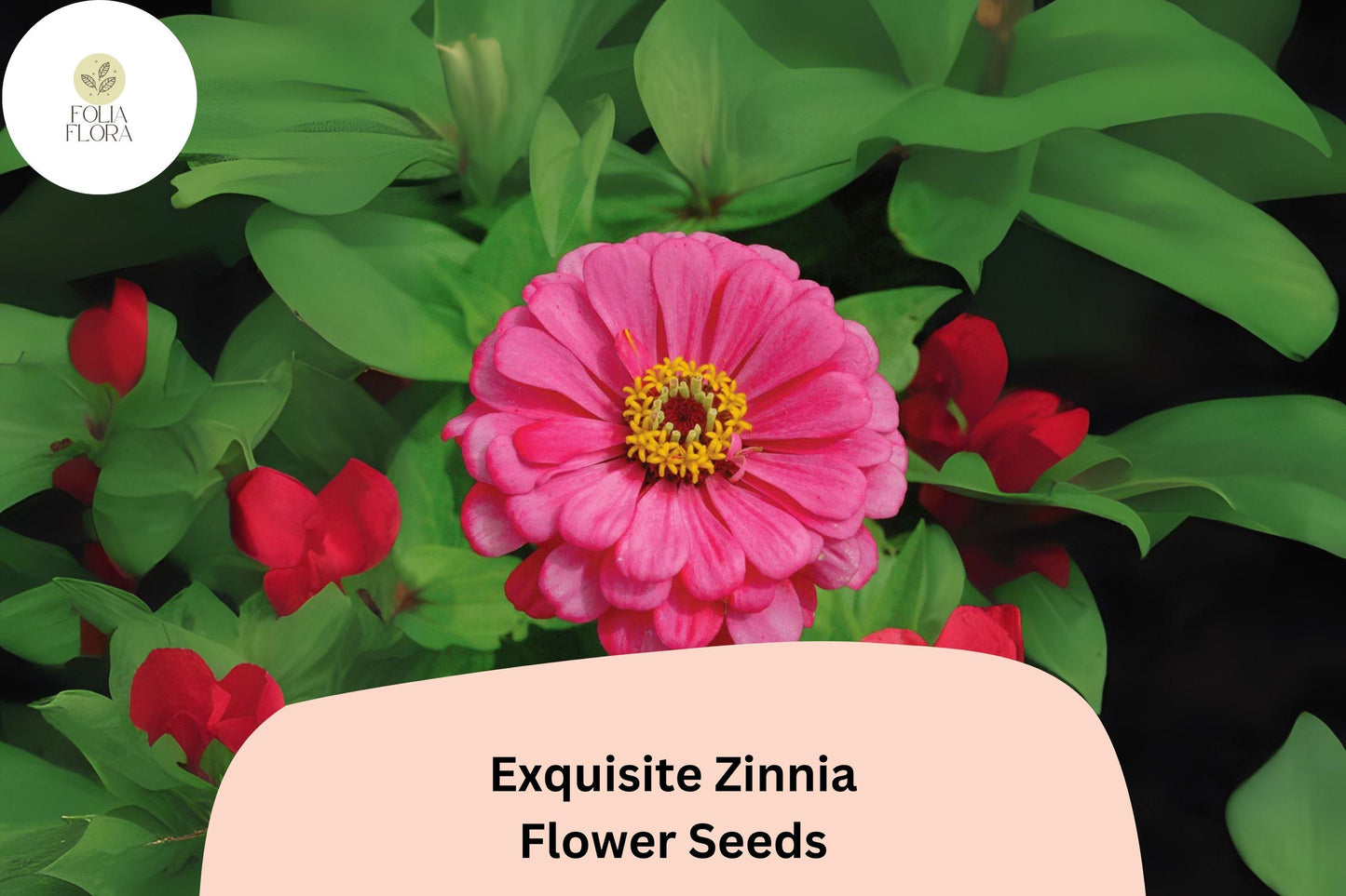 Exquisite Zinnia Seeds – Mixed Pastel Colors, Cut Flower & Garden Bed, Zinnia elegans, Pollinator-Friendly, Non-GMO