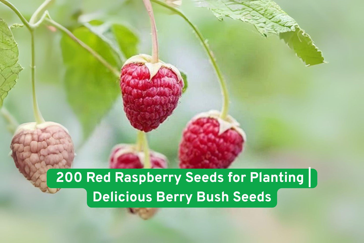 200 Red Raspberry Seeds – Non-GMO Berry Bush Seeds for Growing Juicy Raspberries, Rubus idaeus