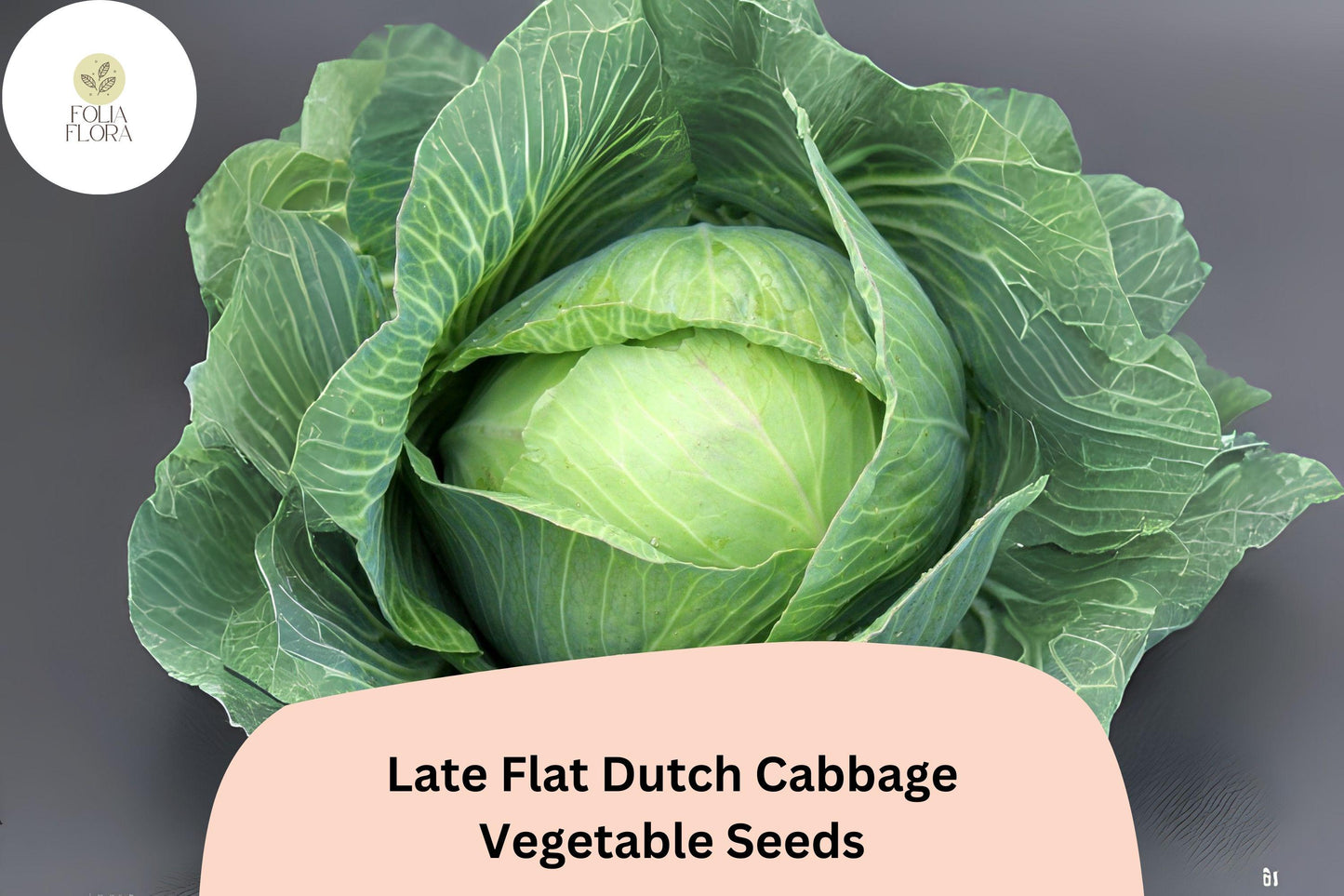 Late Flat Dutch Cabbage Seeds | Heirloom Brassica oleracea var. capitata for Large Flat Round Heads, Storage, Cooking & Preserving