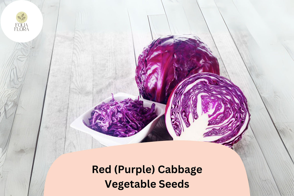 Heirloom Red Cabbage Seeds | 500+ Bulk Vegetable Seeds for Garden, Brassica oleracea, Purple Cabbage for Fresh, Cooking & Pickling