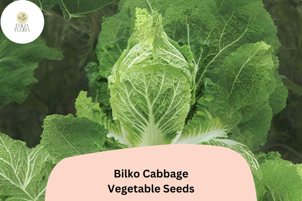 Bulk Bilko Cabbage Seeds – Hybrid Napa Type, Brassica rapa Pekinensis, Light Green, Upright Heads, Cool Weather Tolerance