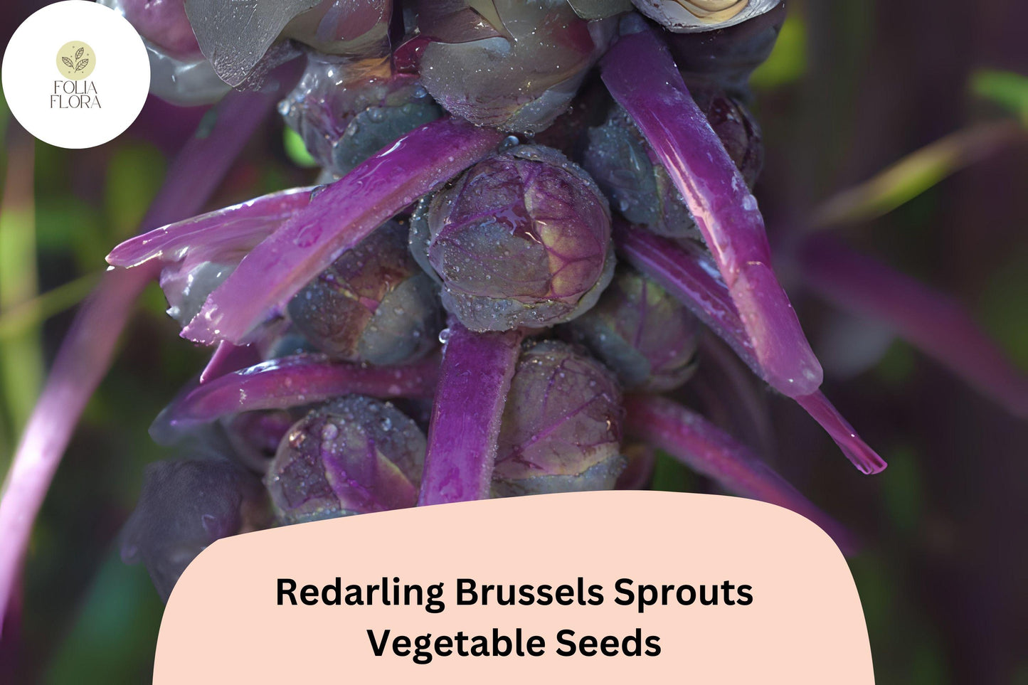 500+ Redarling Brussels Sprouts Seeds | Brassica oleracea var. gemmifera | Red-Stem Hybrid Sprout Seeds for Garden, Bulk Seeds