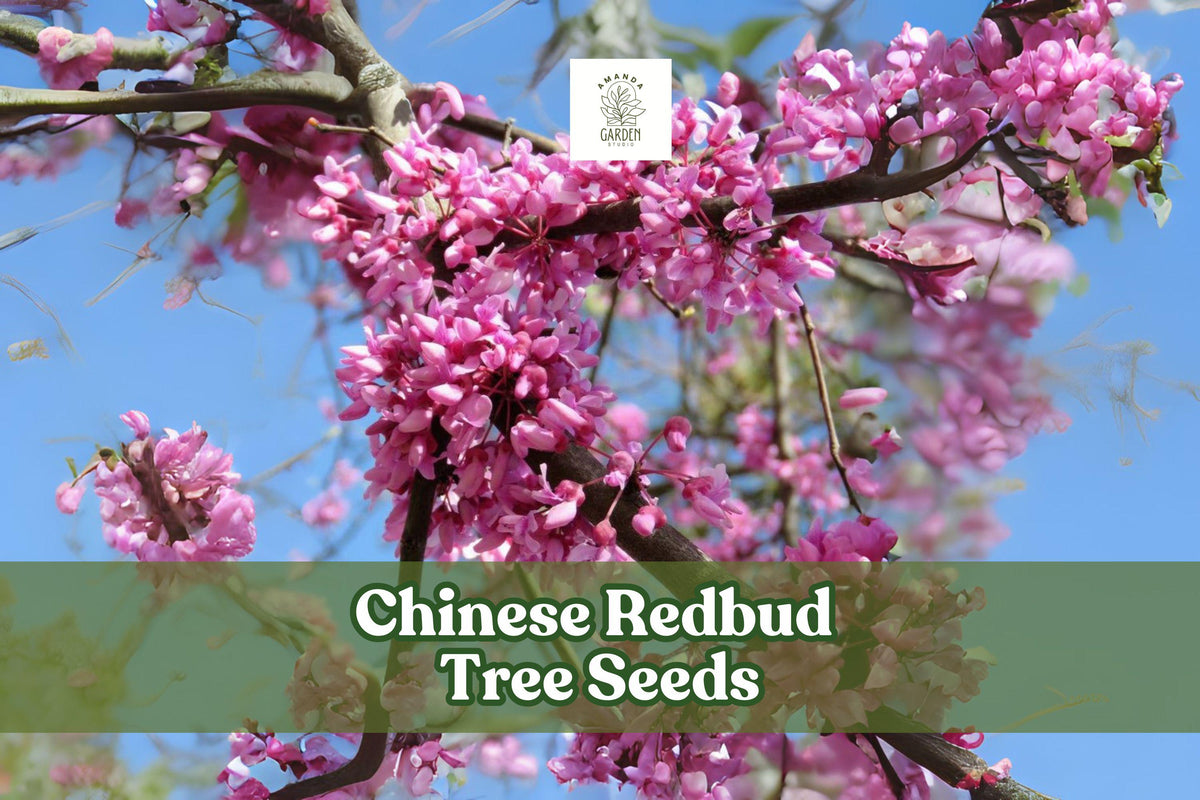 Chinese Redbud Tree Seeds – Ornamental Pink-Purple Blooms, Cercis chinensis, Easy to Grow, Garden & Landscape Planting