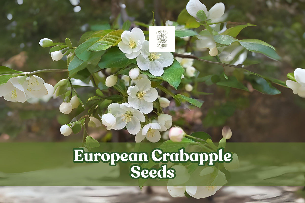 European Crabapple Seeds - Malus sylvestris - Ornamental Deciduous Tree for Gardens & Hedgerows