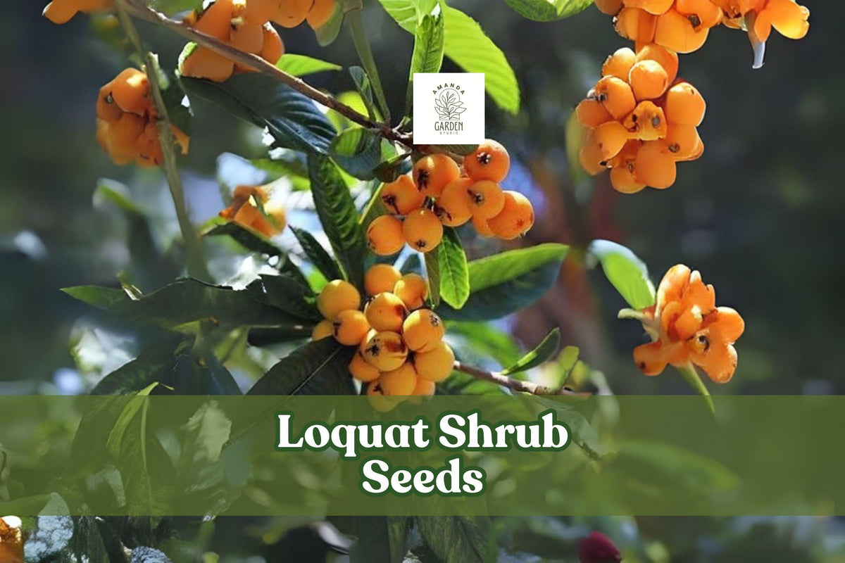 Loquat Shrub Seeds – Eriobotrya japonica – Exotic Fruit-Bearing Evergreen Plant for Gardens and Containers