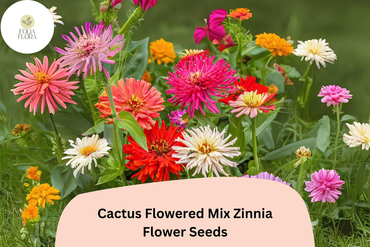 100+ Cactus Flowered Mix Zinnia Seeds – Vibrant, Spiky Petal Blooms for Summer Gardens & Cut Flowers – Zinnia elegans