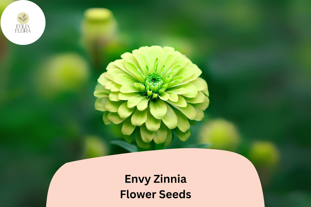 Envy Zinnia Seeds – Lime Green Blooms for Gardens & Cut Flowers – Zinnia elegans – Non-GMO, Easy to Grow, Attracts Pollinators