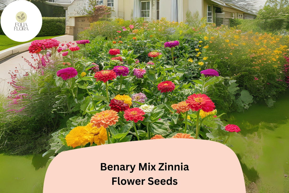 100+ Benary Mix Zinnia Seeds – Large Double Blooms for Cut Flowers & Garden Beds – Zinnia elegans, Mixed Colors