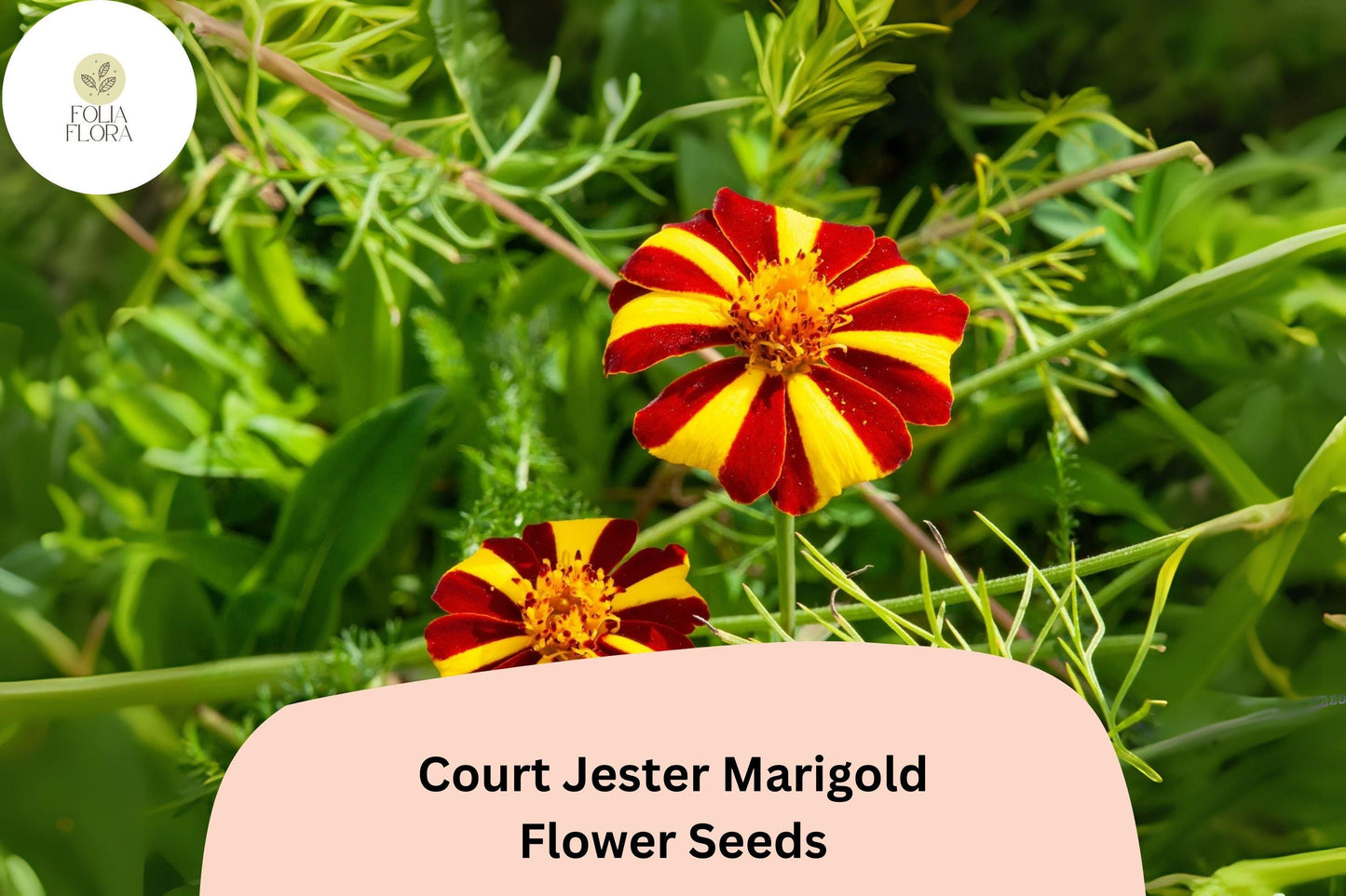 Court Jester Marigold Seeds | Striped French Heirloom Flower | Tagetes patula | Red & Yellow Blooms