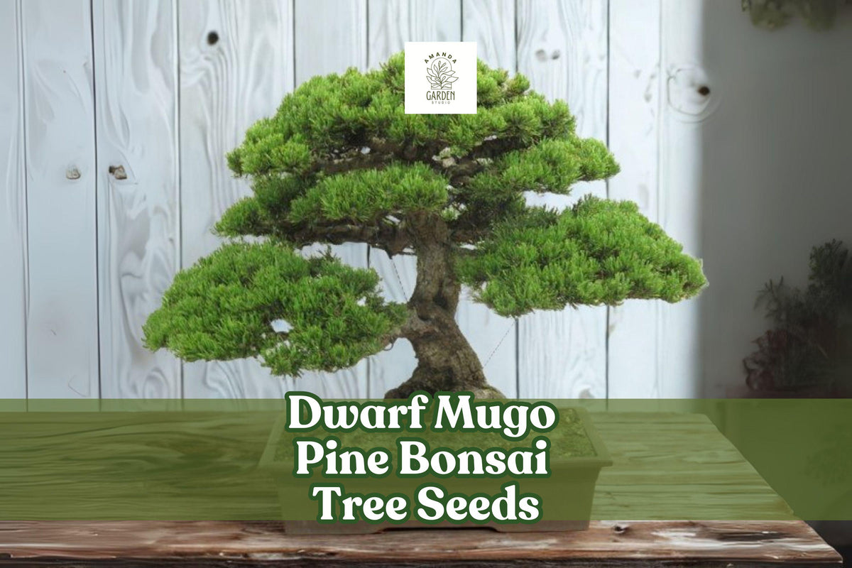 Dwarf Mugo Pine Bonsai Seeds – Hardy Evergreen Pinus mugo pumilio for Rock Gardens & Small Landscapes, 30 Seeds