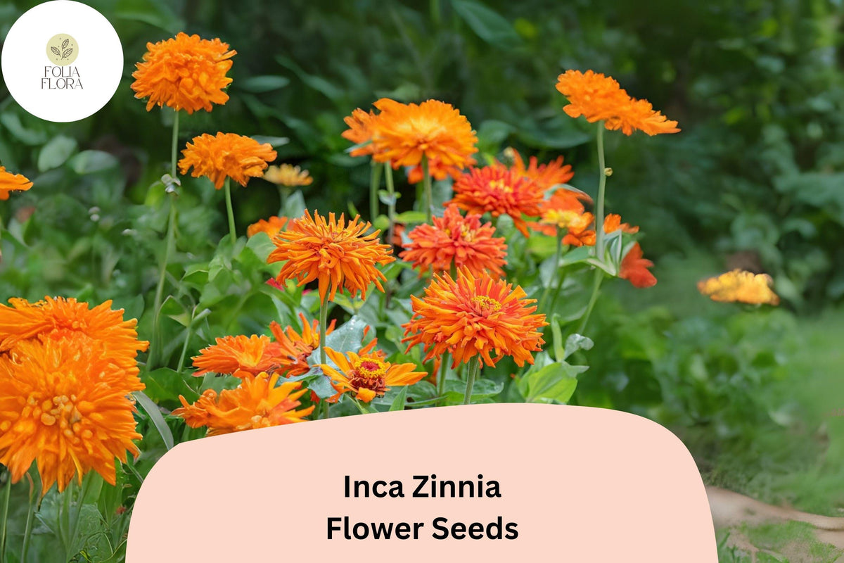 100+ Inca Zinnia Seeds – Golden Orange Blooms for Summer Garden & Cut Flowers – Zinnia elegans, Bright, Bold, Pollinator-Friendly