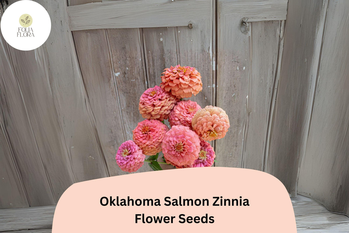 Oklahoma Salmon Zinnia Seeds – Soft Pink-Orange Double Blooms for Cut Flowers & Gardens – Zinnia elegans