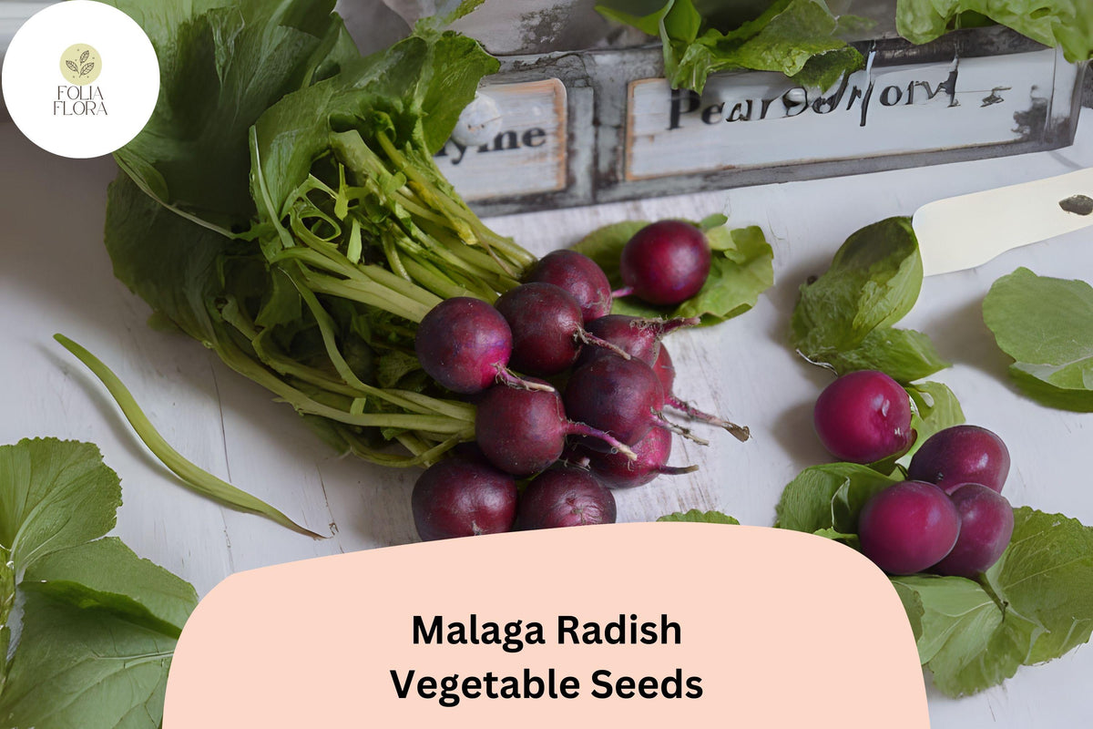Malaga Radish Seeds – 500+ Heirloom Non-GMO Raphanus sativus for Salad, Garnish & Snacking