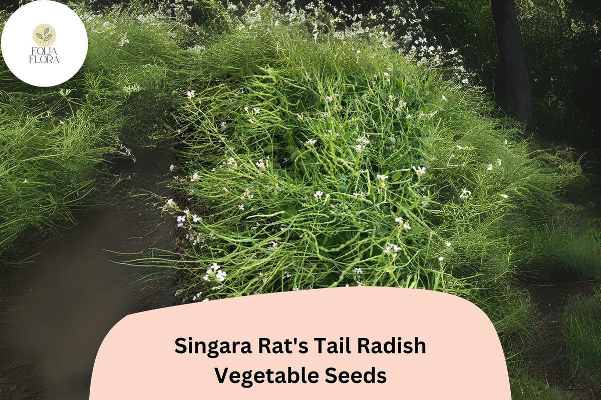 Rat's Tail Radish Seeds – Edible Pods & Roots, Heirloom Raphanus sativus var. caudatus, Fast-Growing, Non-GMO, Climbing Vegetable Seed