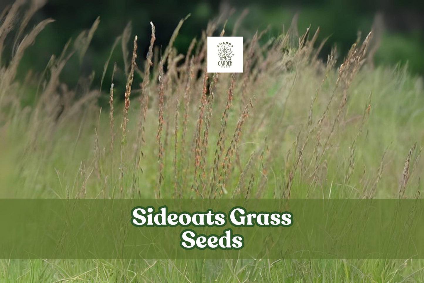 Sideoats Prairie Grass Seeds – Native Ornamental Ground Cover, Drought Tolerant, Erosion Control, Wildlife Habitat – Bouteloua curtipendula