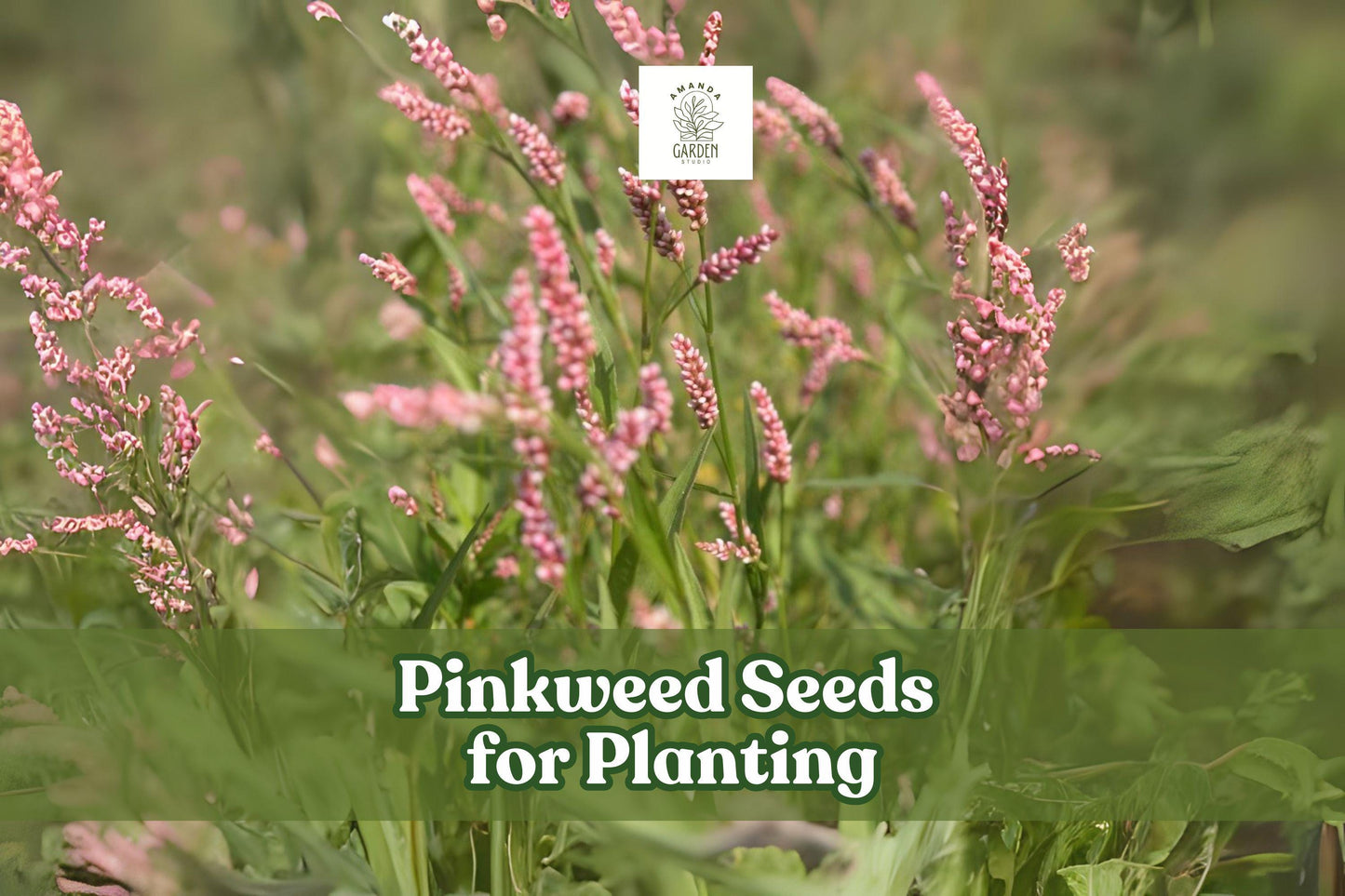 50 Pinkweed Seeds for Planting | Persicaria pensylvanica Wildflower with Pink Blooms | Ornamental, Pollinator-Friendly