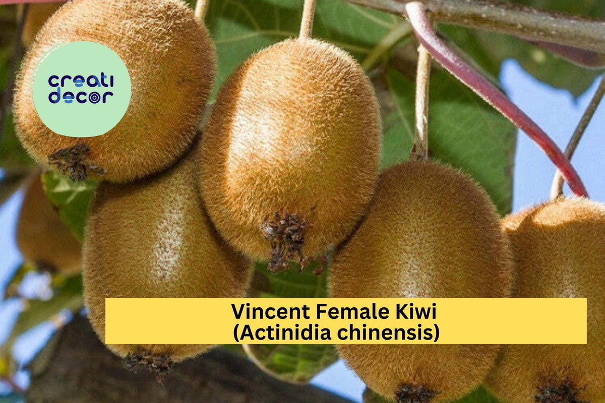 Vincent Female Kiwi Live Starter Plant, Actinidia chinensis, Fruiting Vine for Home Garden, Trellises & Orchards