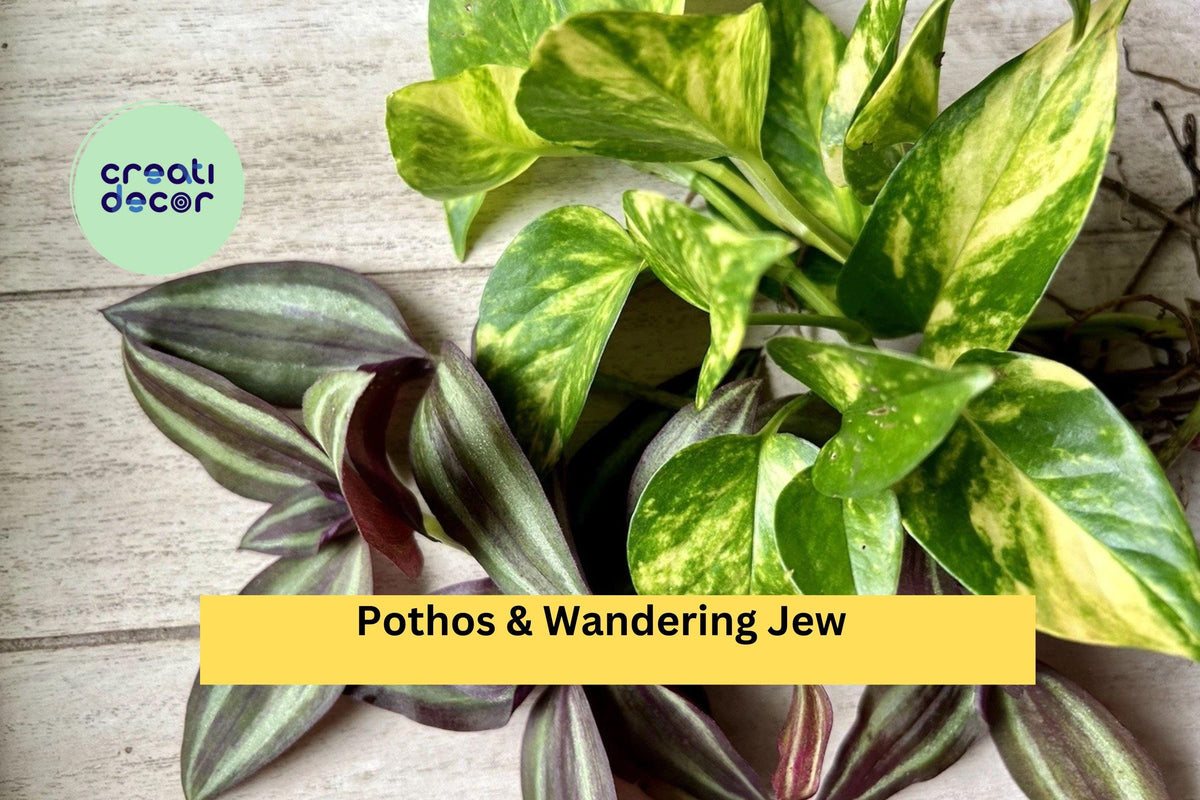20 Rooted Indoor Houseplant Cuttings – Pothos & Wandering Jew Varieties, Easy-Care Trailing Vines for Pots & Hanging Baskets