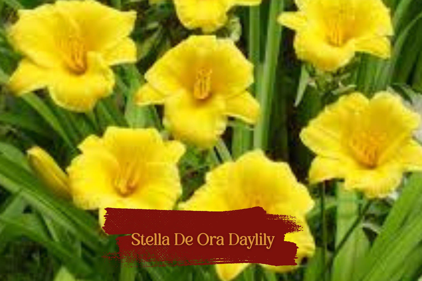 5 Stella De Oro Daylily Plants Bare Roots - Yellow Reblooming Perennial, Drought-Tolerant, Low Maintenance, Clumping Flowering Plant