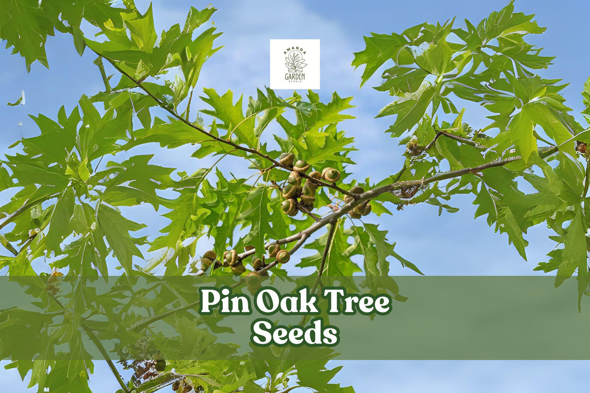 Pin Oak Tree Seeds – Quercus palustris, Fast Growing Shade Tree for Landscaping and Gardens
