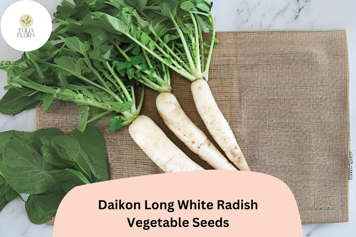 Daikon Long White Radish Seeds – Heirloom Asian Radish for Garden Planting – Raphanus sativus, White Roots, Non-GMO, Fast-Growing, 500+ Seeds