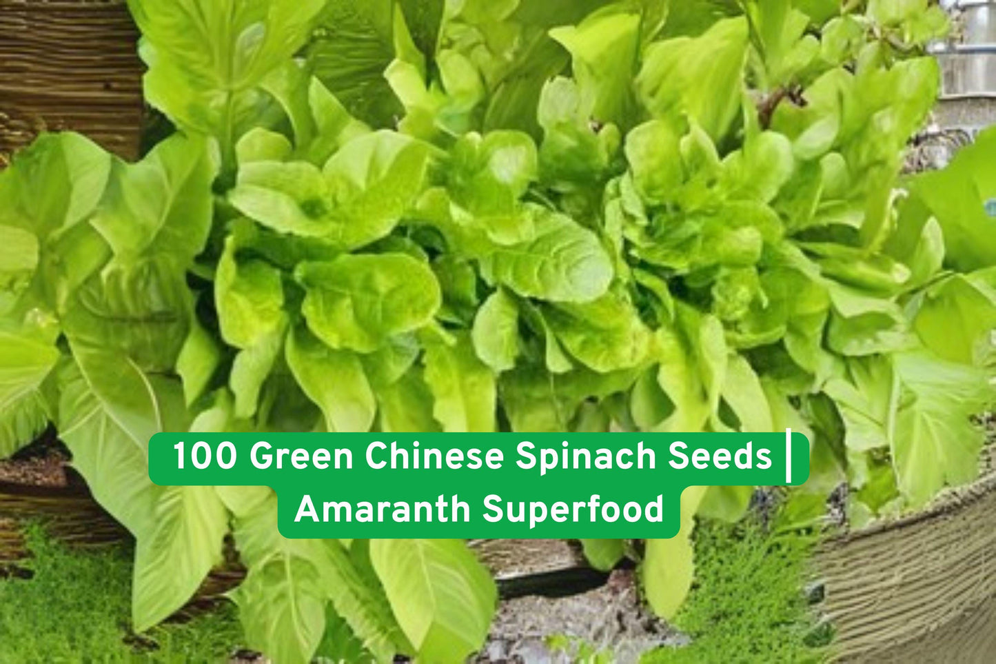 Green Chinese Spinach Seeds – Amaranth (Amaranthus tricolor) – Nutrient-Rich Superfood for Microgreens, Salads & Cooking