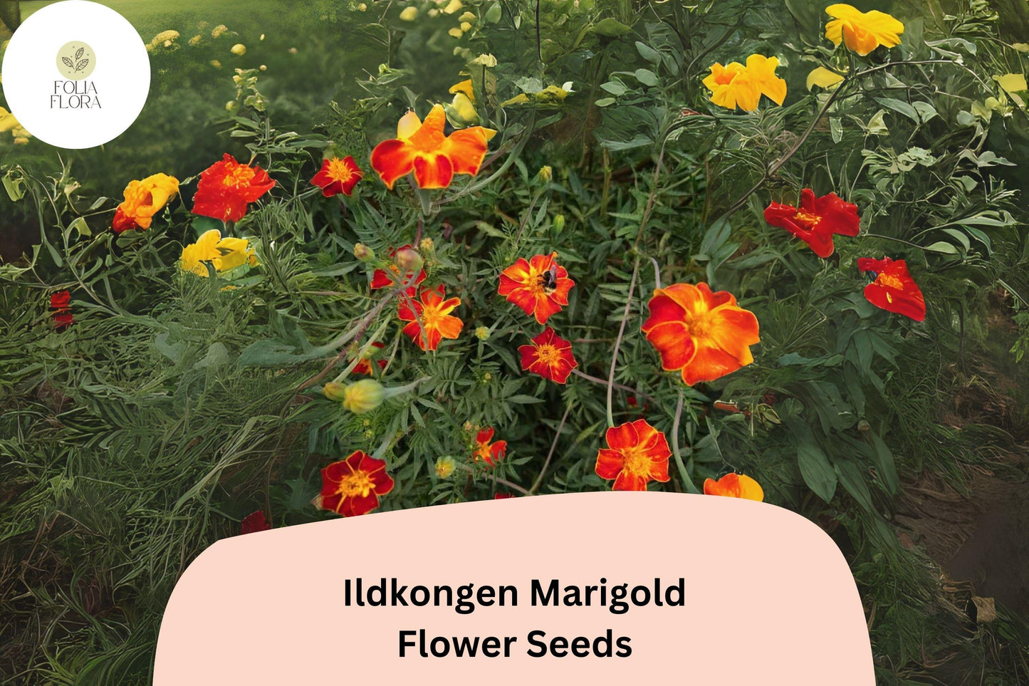 Ildkongen Marigold Seeds | Red-Orange French Marigold | Pollinator Friendly Annual | Tagetes patula