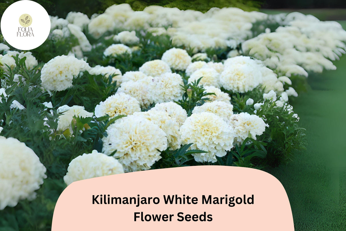 Kilimanjaro White Marigold Seeds | Tall African Marigold | Creamy White Blooms | Tagetes erecta | Garden & Cut Flower