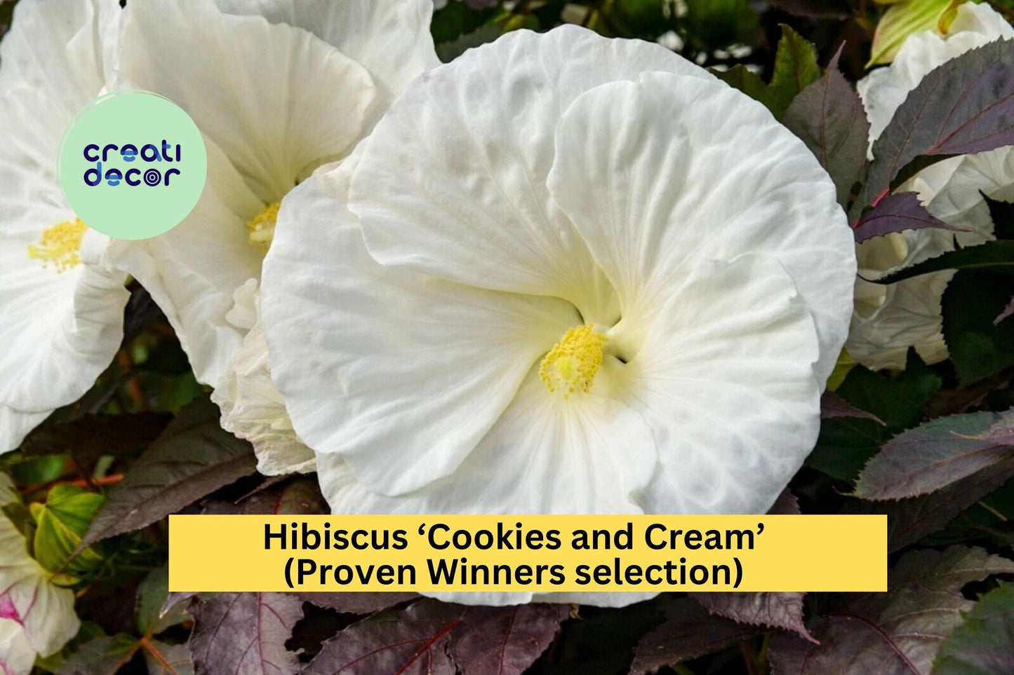Hibiscus ‘Cookies and Cream’ – Live Perennial in 5.25" Pot, Hardy Hibiscus with Large Showy Summer Blooms, Proven Winners