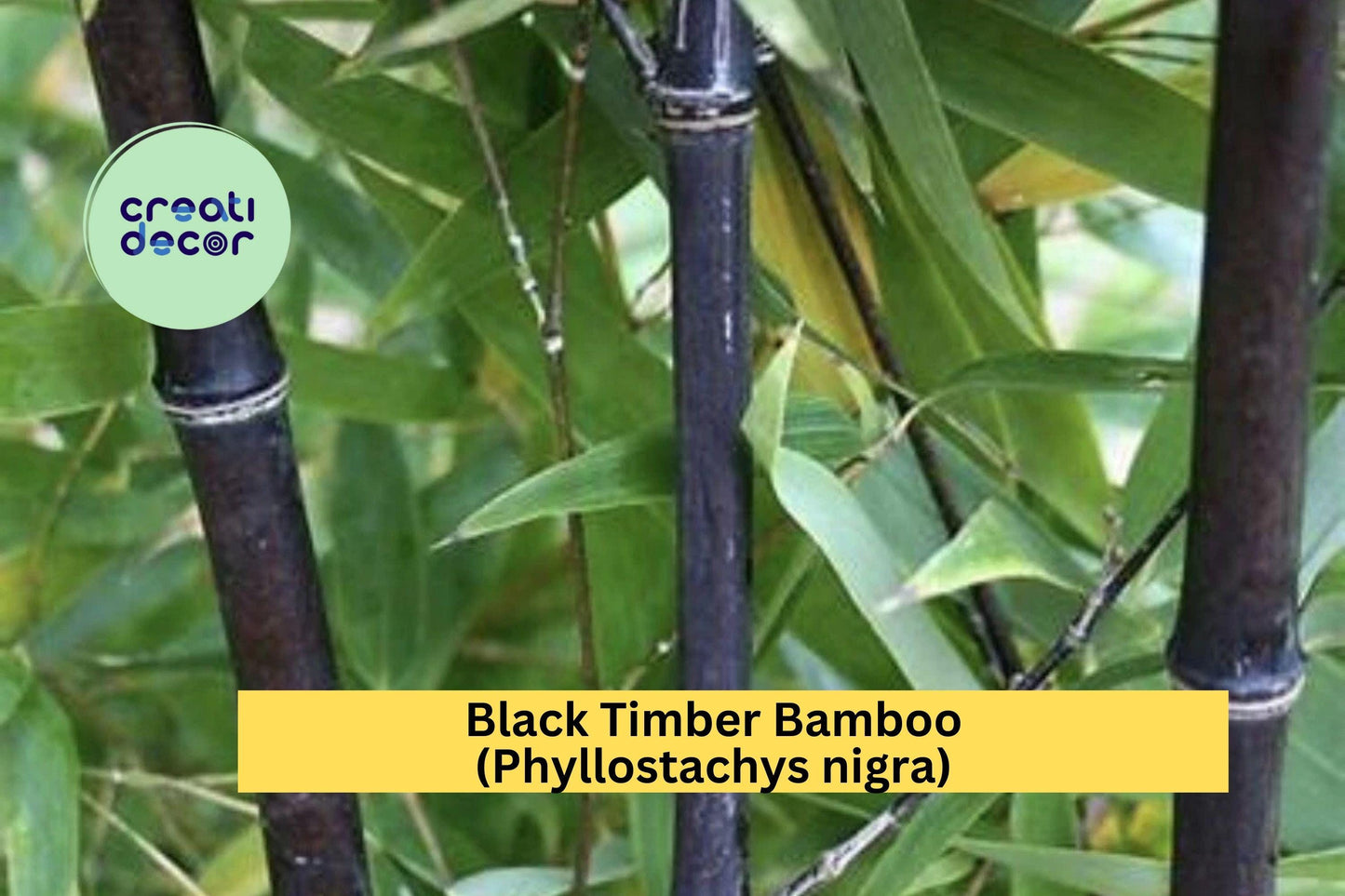Black Bamboo Rhizomes – 2 Live Bare Root Plants, Phyllostachys nigra, Ornamental Bamboo for Landscaping and Privacy