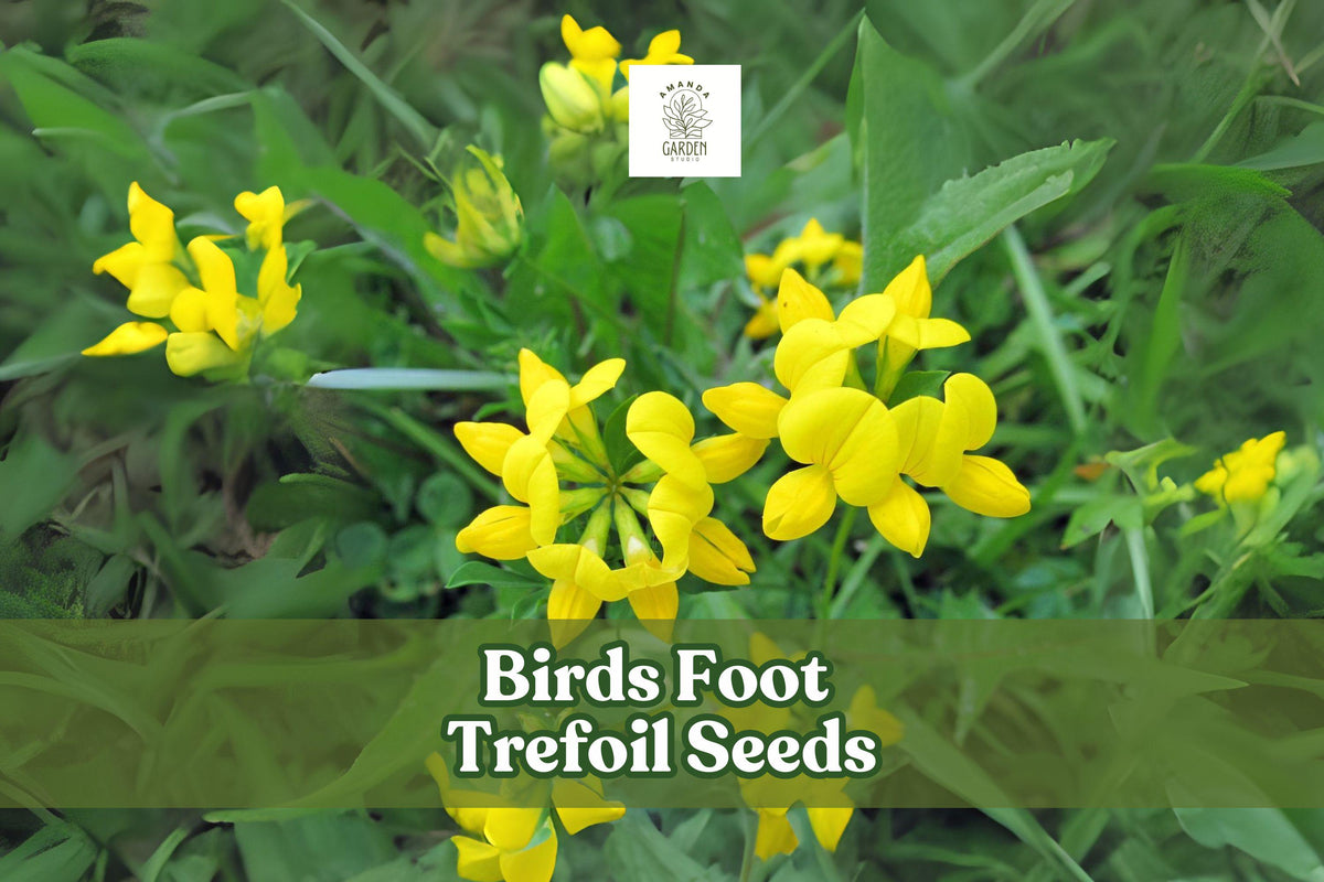 Birds Foot Trefoil Seeds – Lotus corniculatus – Yellow Wildflower Groundcover – Pollinator-Friendly Perennial Seed Pack