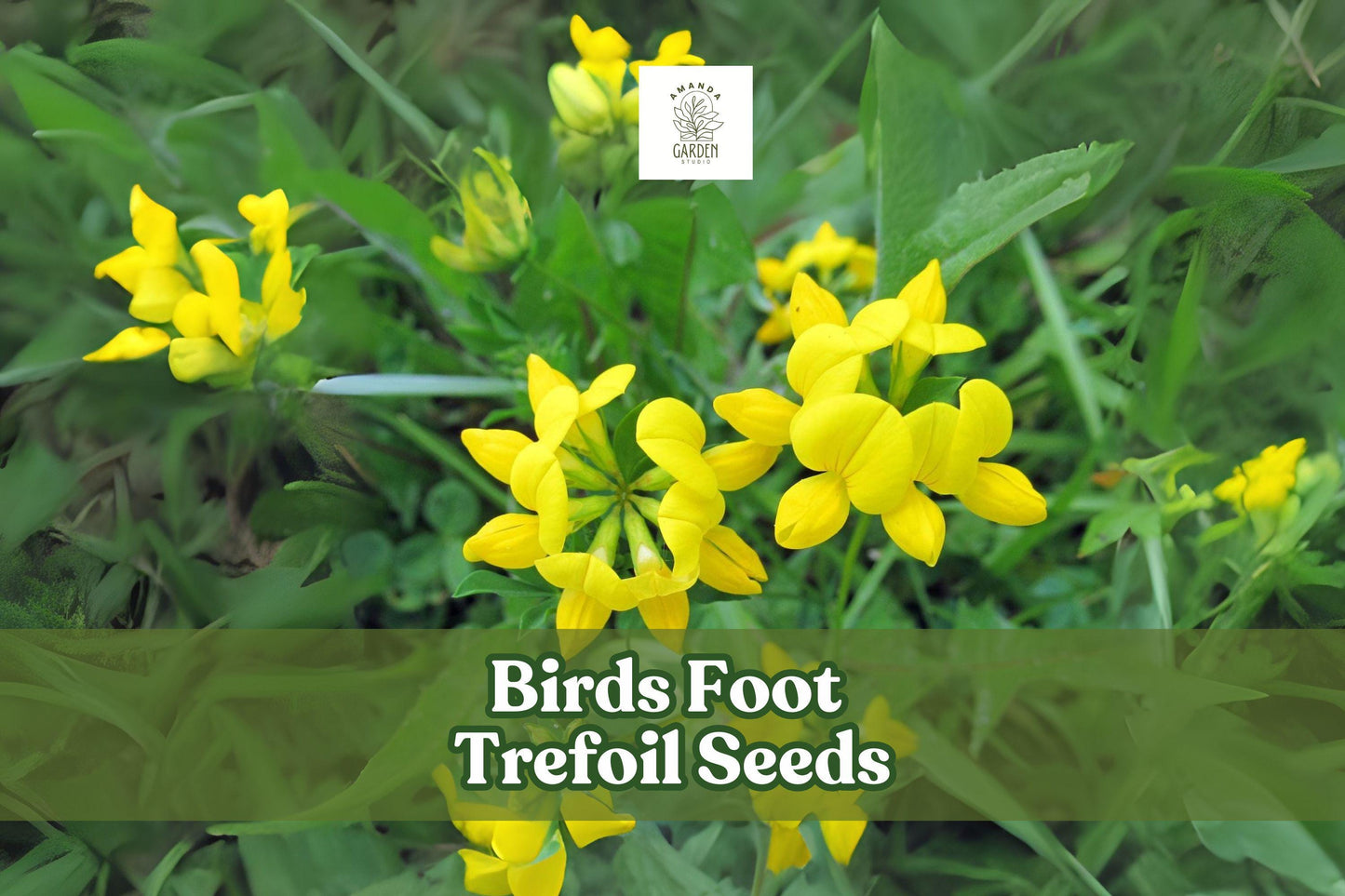 Birds Foot Trefoil Seeds – Lotus corniculatus – Yellow Wildflower Groundcover – Perennial Pollinator Plant