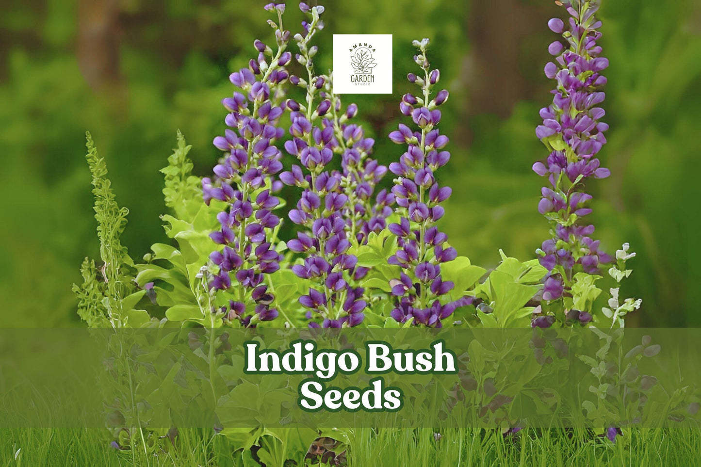 50 Indigofera amblyantha Seeds – Pink Flowering Shrub for Hedges, Pollinator Garden, Ornamental Landscape