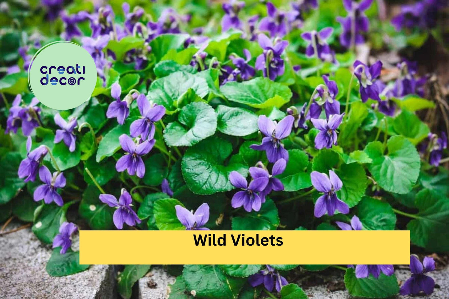 Wild Violet Live Plants – 20 Rooted Perennials with Purple Spring Blooms for Lawns, Borders & Woodland Gardens – Viola spp.