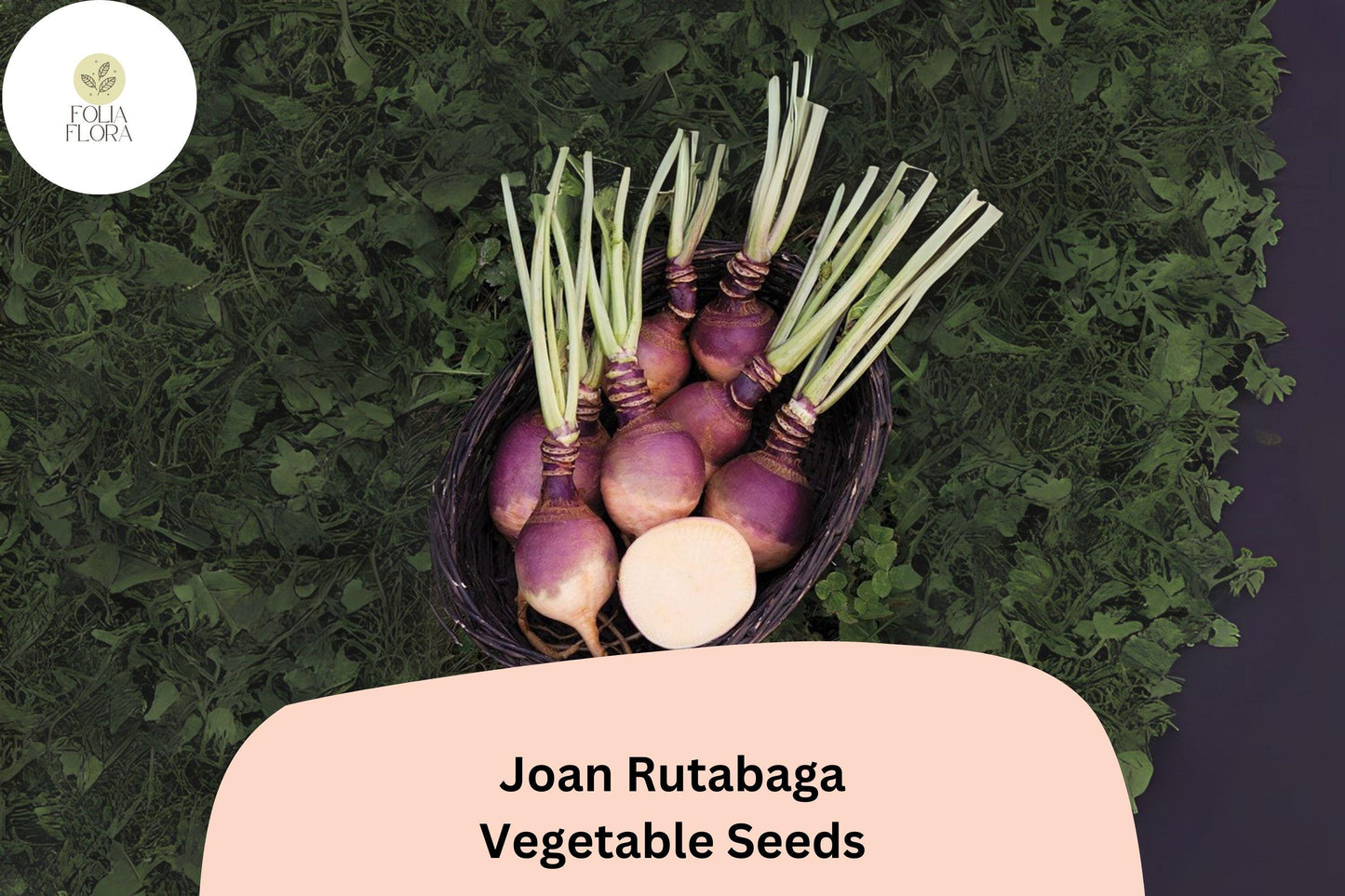 500+ Joan Rutabaga Seeds – Heirloom Brassica napobrassica Root Vegetable Seeds for Garden Planting