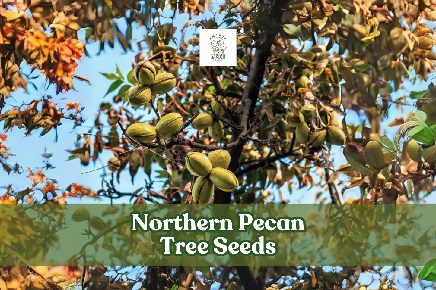 Northern Pecan Tree Seeds – Carya illinoinensis – Nut-Bearing, Shade, Cold Hardy, Long-Lived for Planting & Growing