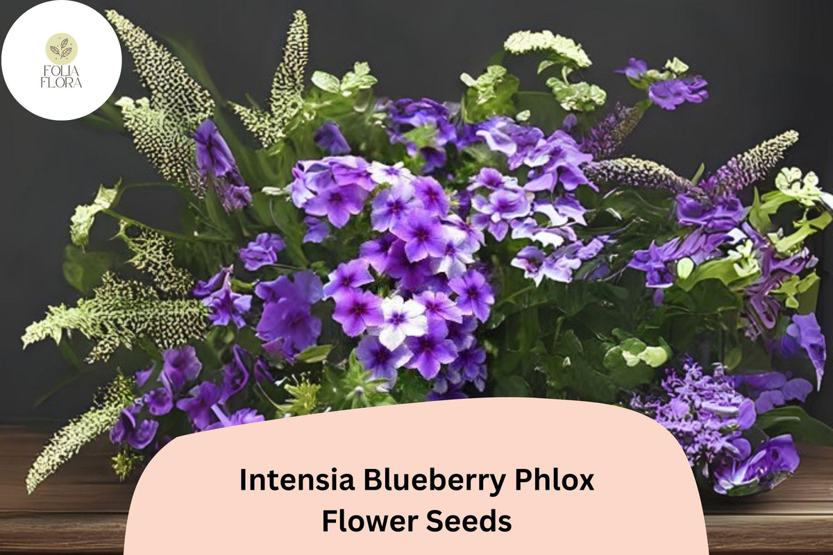 Blueberry Phlox Seeds - Purple-Blue Flowers - Vibrant Garden Flower - Phlox hybrida, 100+ Non-GMO Seeds