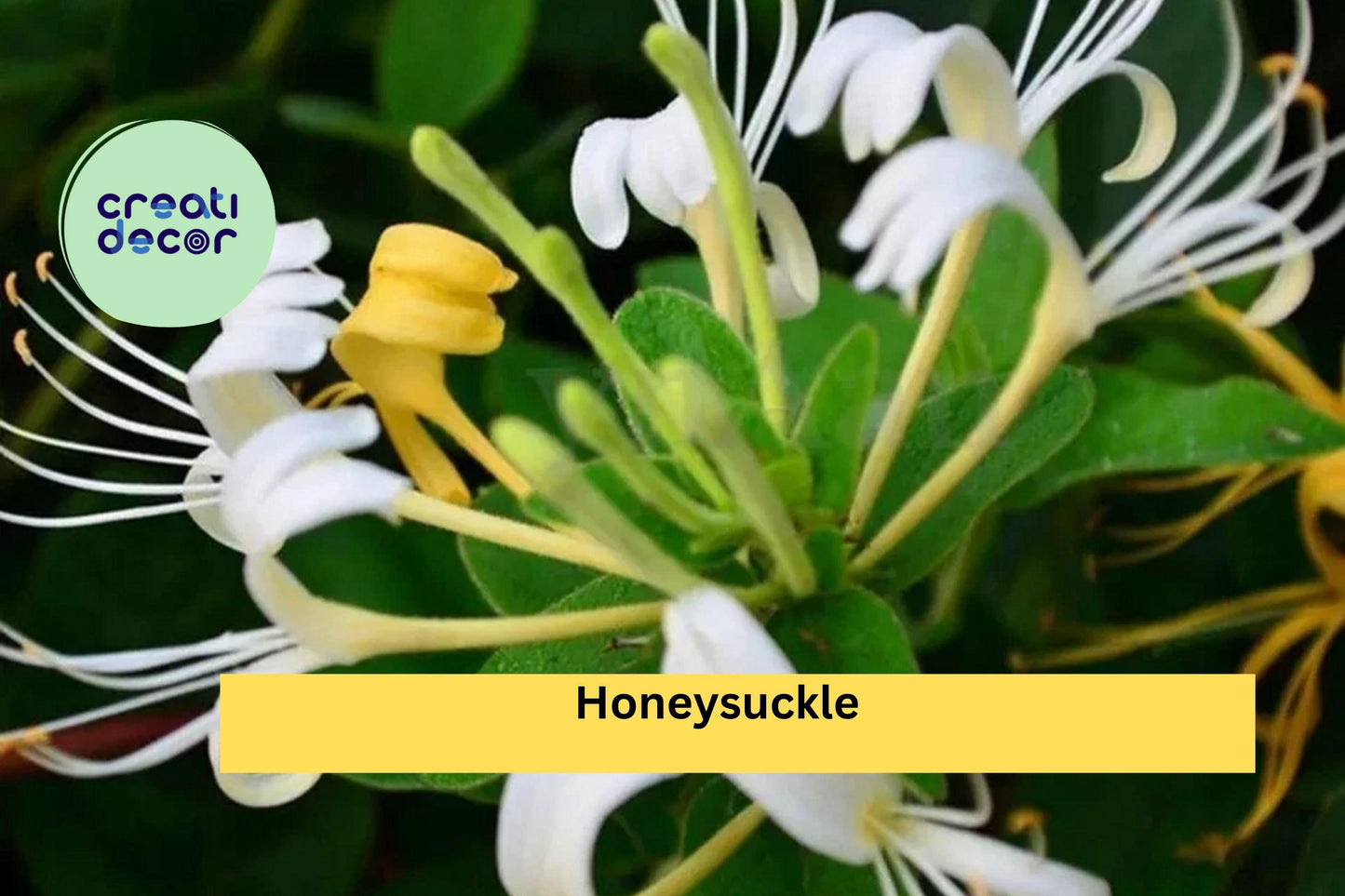 Set of 4 Honeysuckle Rooted Cuttings | Lonicera spp. Fragrant Hardy Shrub for Bonsai & Garden
