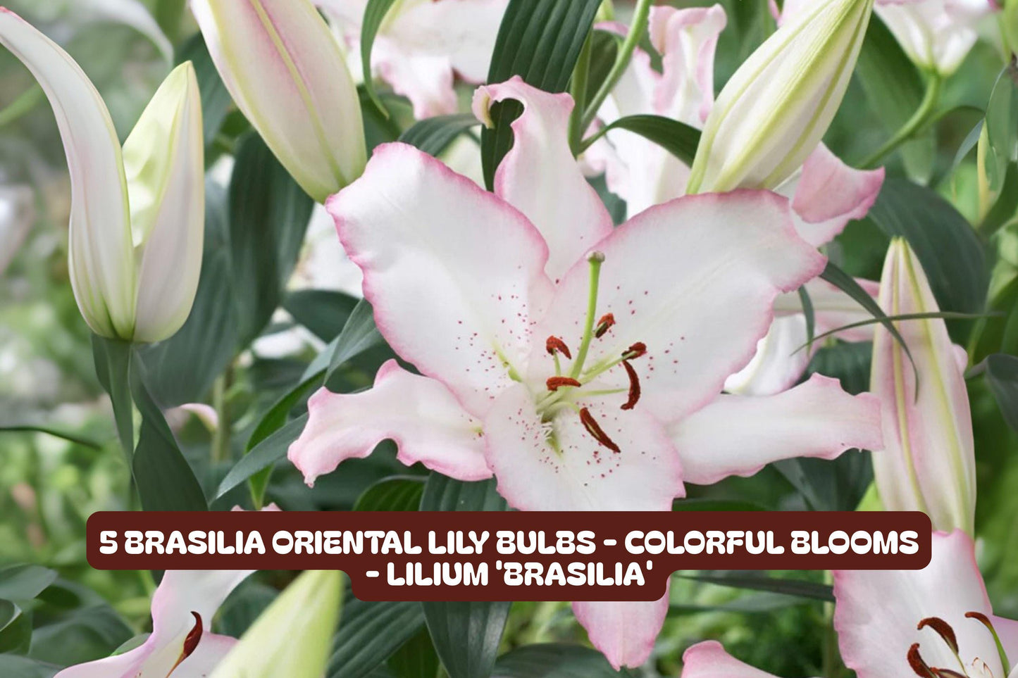 Camellia Japonica Live Starter Plant - Pink Perfection - Unique Bloom - Evergreen Flowering Shrub for Garden or Container
