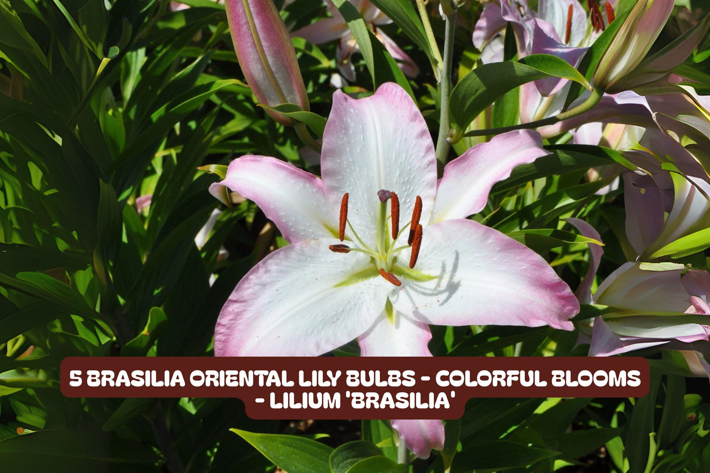 Brasilia Oriental Lily Bulbs - Fragrant, Vibrant Blooms, Lilium orientalis 'Brasilia' - Garden, Container, Cut Flower