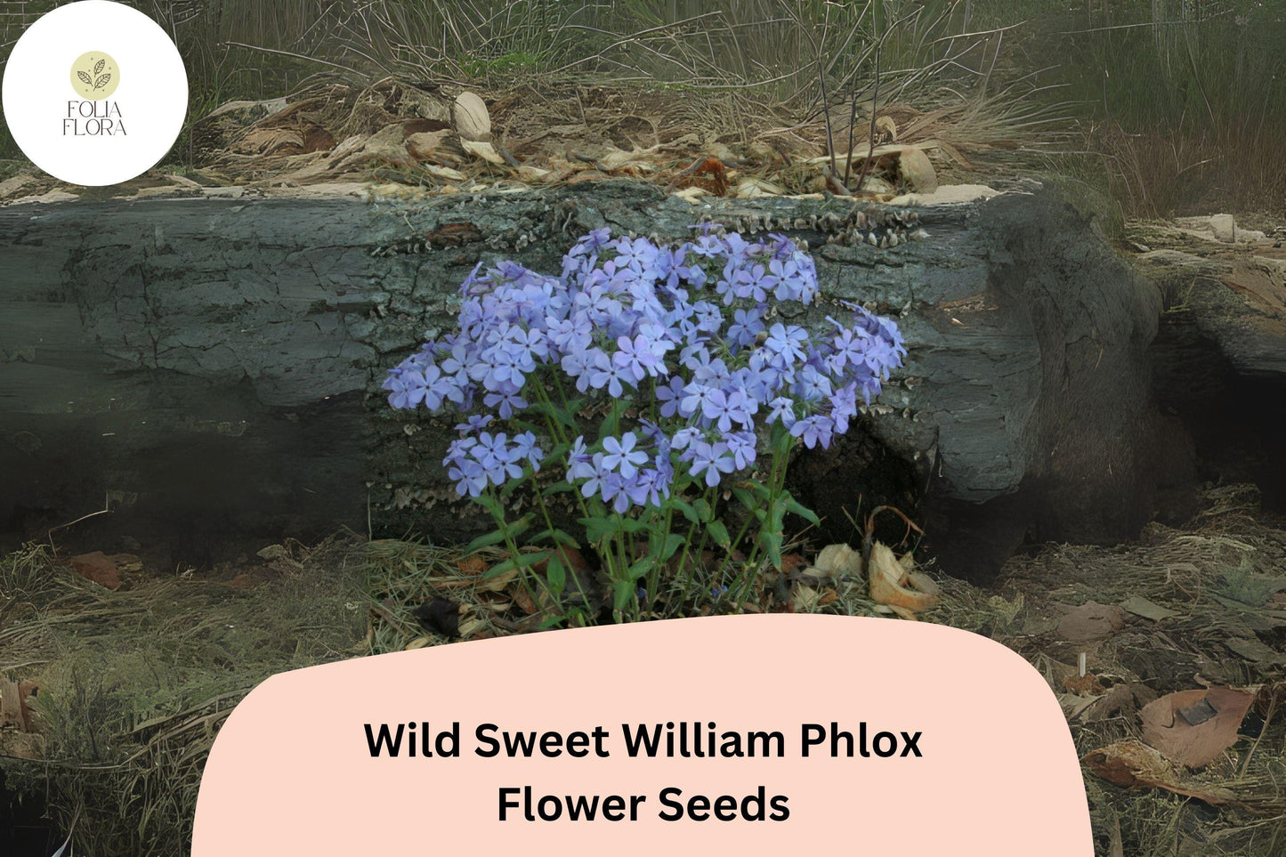 Wild Sweet William Phlox Seeds – Pink Lavender Perennial Flower, Phlox maculata, 100+ Seeds for Cottage Gardens & Pollinator Gardens