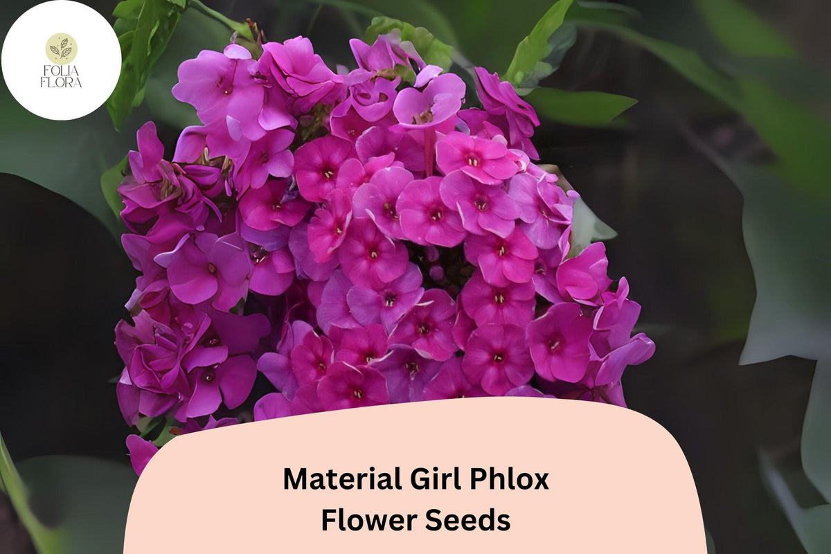Material Girl Phlox Seeds – Perennial Flower, Bright Pink to Magenta, Phlox paniculata Hybrid, Butterfly & Pollinator Attracting