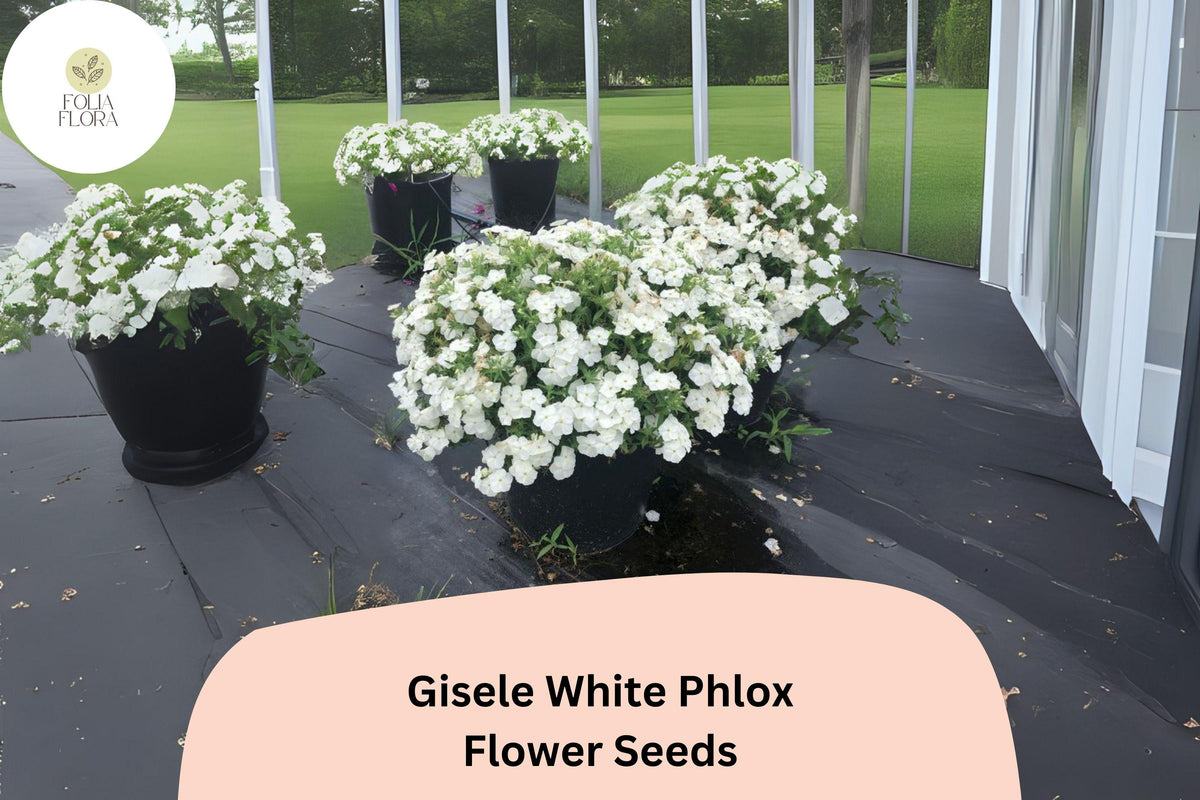 Gisele White Phlox Seeds – Annual Garden Flowers, Phlox drummondii, White Blooms, Butterfly Attractant, Easy to Grow, 100+ Seeds